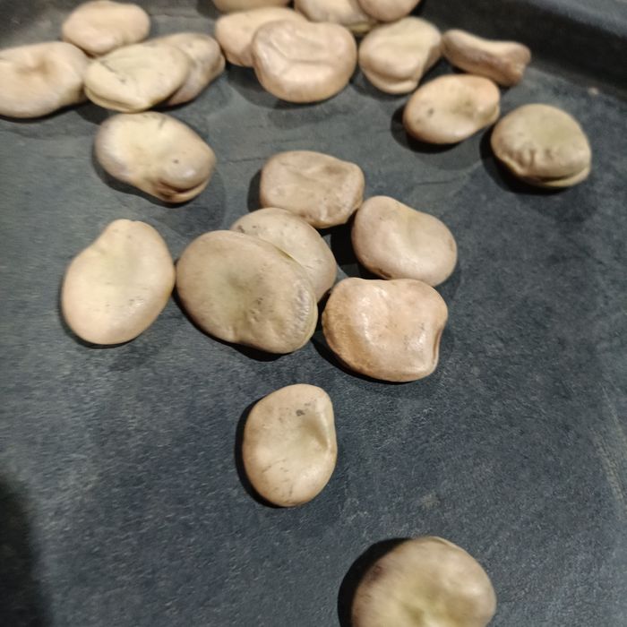 Bób suche nasiona, DRAGON, BIZON