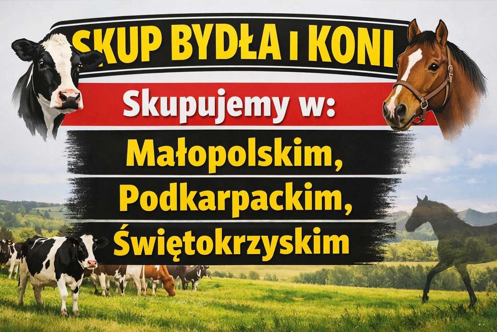 SKUP Bydła Koni Żywca !UBÓJ! Krowy,Krowa,Byk,Byków,Konie,Koń