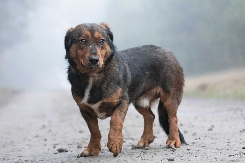 Raviolino: mądry, zdystansowany beaglowaty piękniś