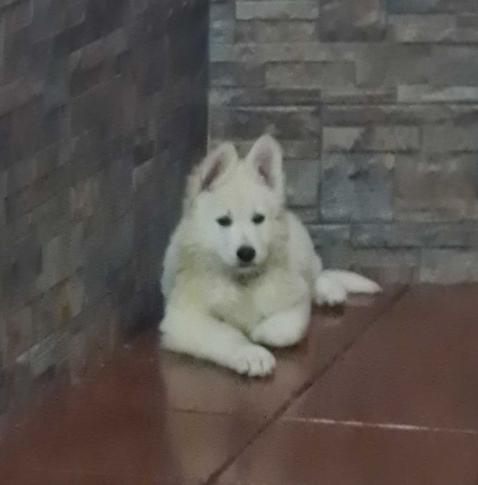 Cachorro de Pastor Branco Suíço