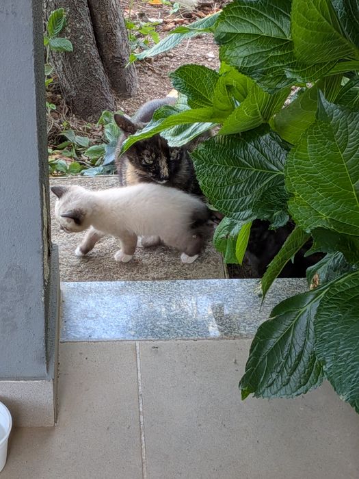 Gatinhos bebés para adoptar