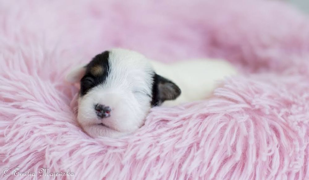 Parson Russell Terrier - Szczeniak FCI