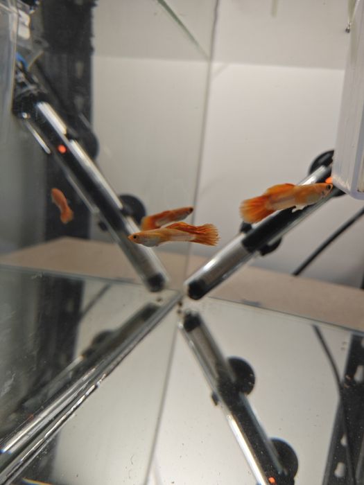 Guppy Koi Red Nose