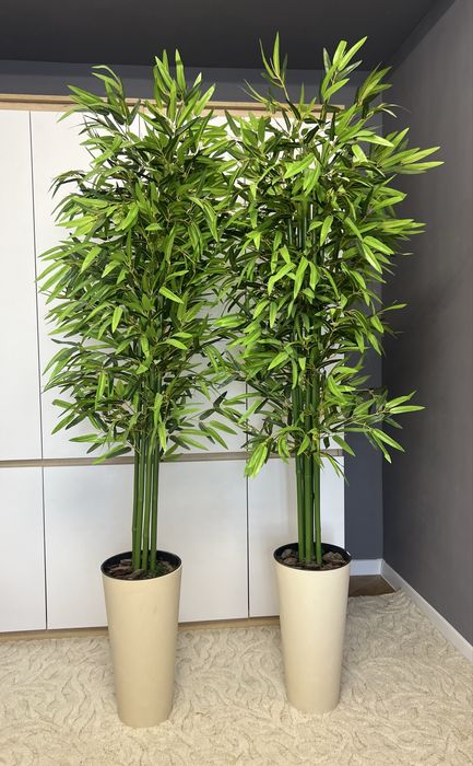 Декоративне дерево бамбук