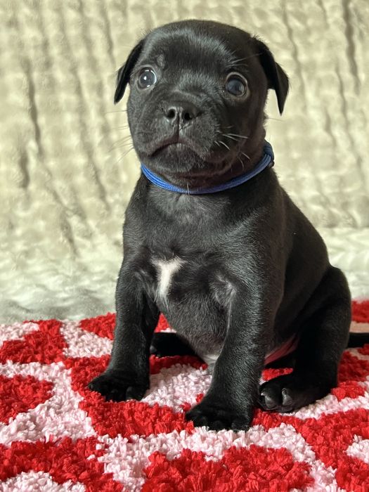 Staffordshire Bull Terrier Staffik