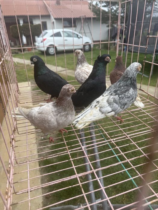 Sprzedam masciuchy 3 pary