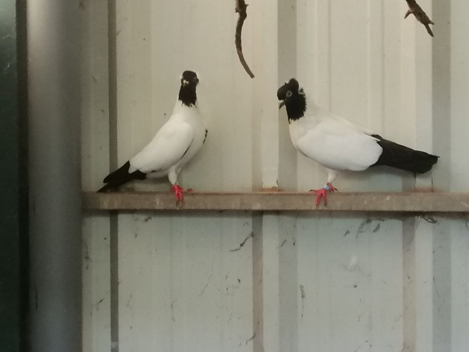 Pombas Viuvinhas e Calhandras (casais)