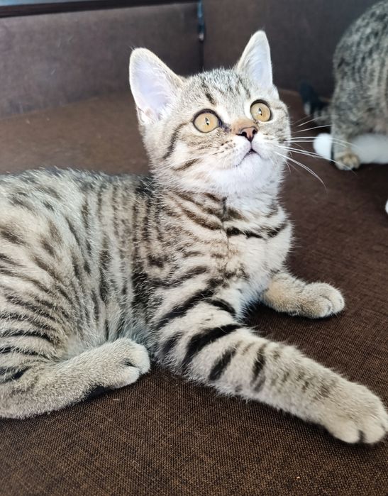 Дівчинка- британка чистокровна шукає люблячих батьків