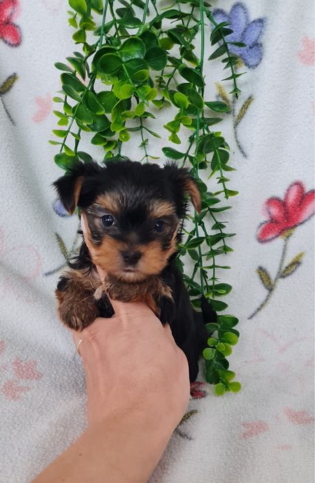 Estupendo menino Yorkshire Terrier mini de Qualidade