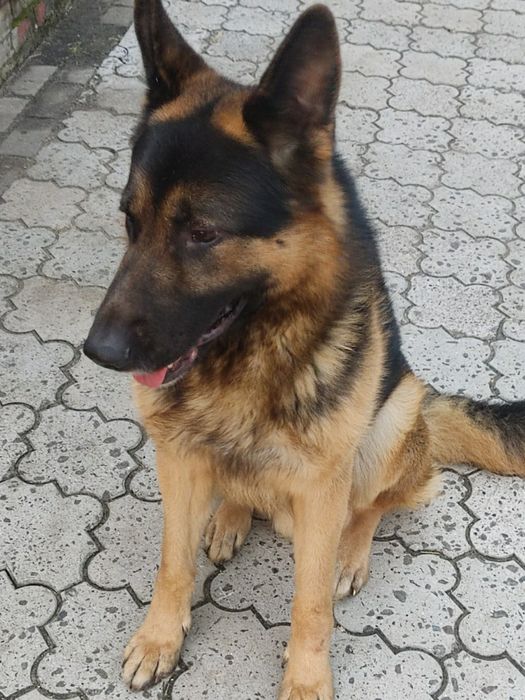 Вязка немецкая овчарка