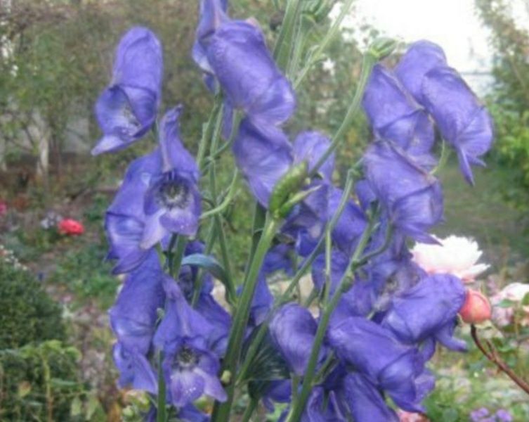 Гортензія  аконіт анемон  багаторічники