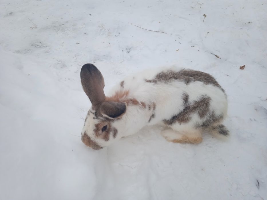 Кролі .робочий самчик