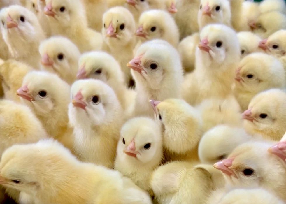 Курчата  Бройлер