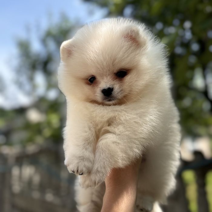 лялькова дівчинка шоу класу