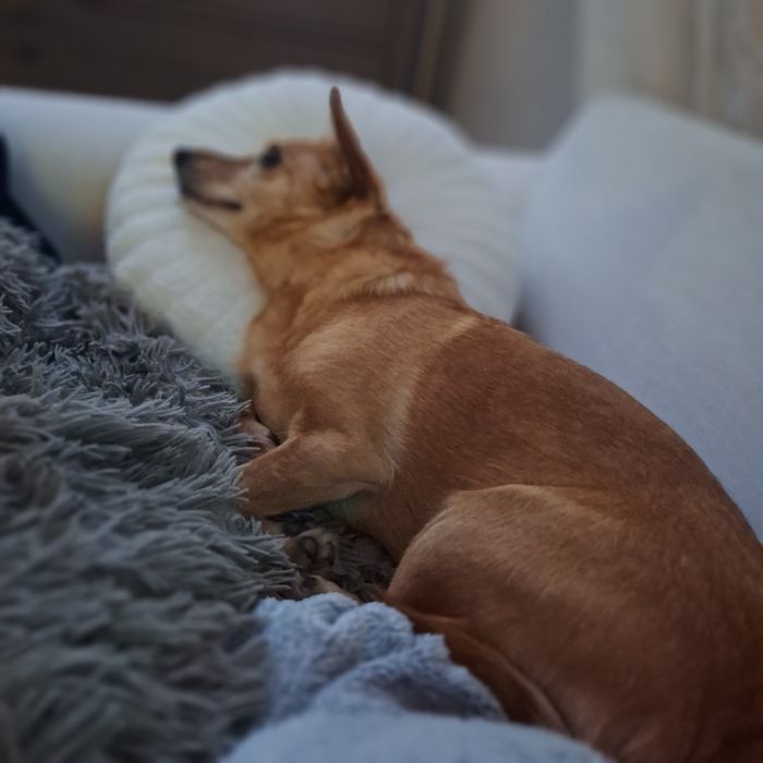 Hotelik dla psów PIESKOWO w Tuszynie k/Łodzi