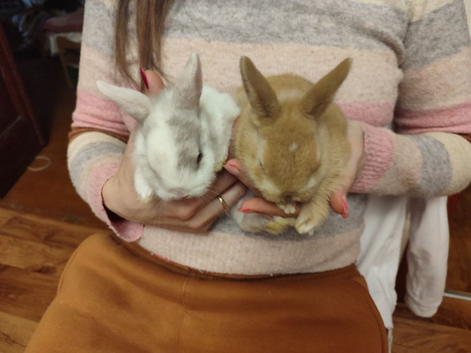 Декоративні кролики,голландські