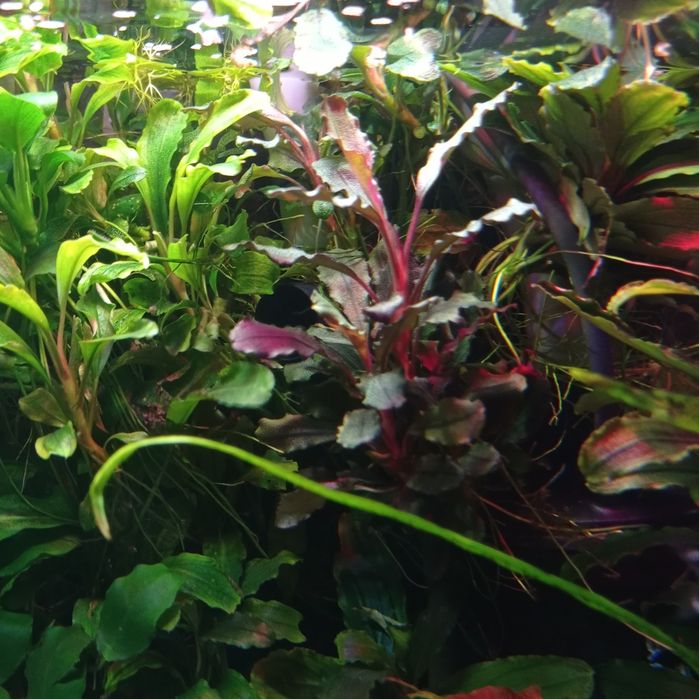 Bucephalandra theia brown, akwarium, rośliny akwariowe, akwarystyka