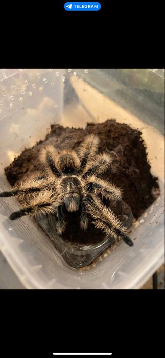 Pajak ptasznik z terrarium