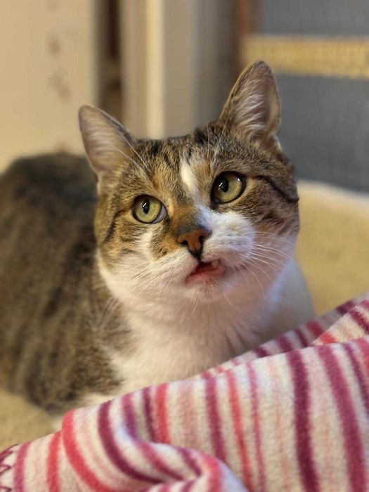 Kaprys - trochę humoru, trochę kota szuka domu