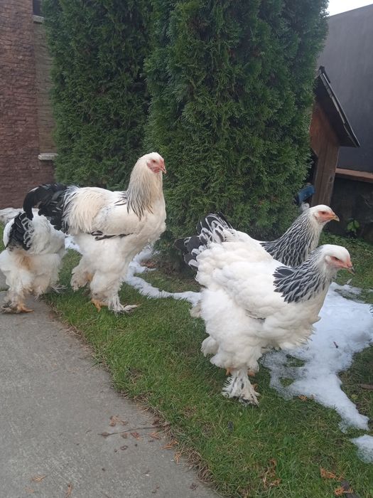 Кури Колумбійської Брами