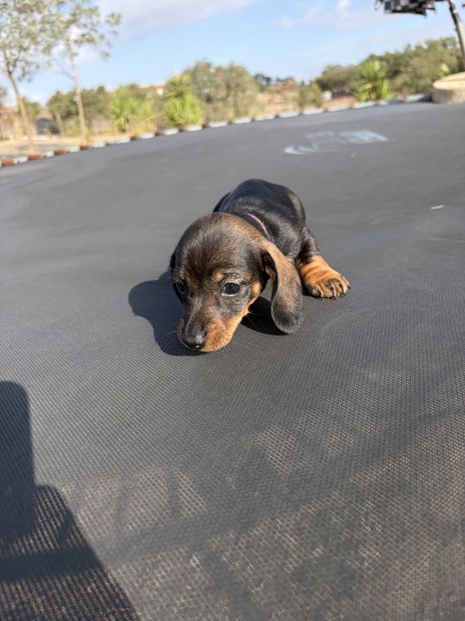 Linda cachorrinha Teckel com LOP