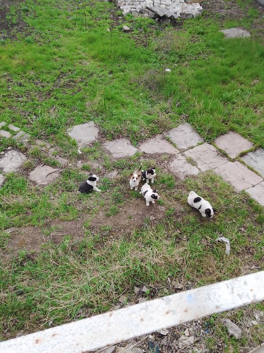 Візьміть цуценятко
