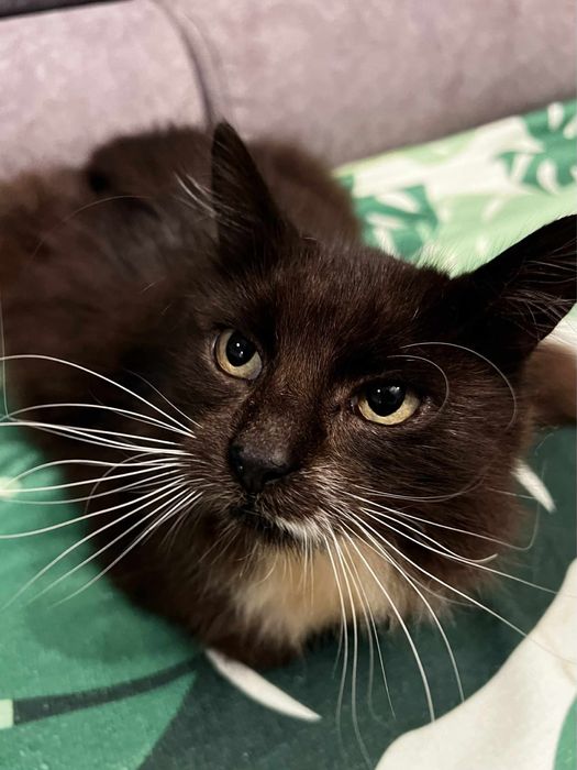 Pokotaj Majeranka - wspanialy i kochany kot do adopcji