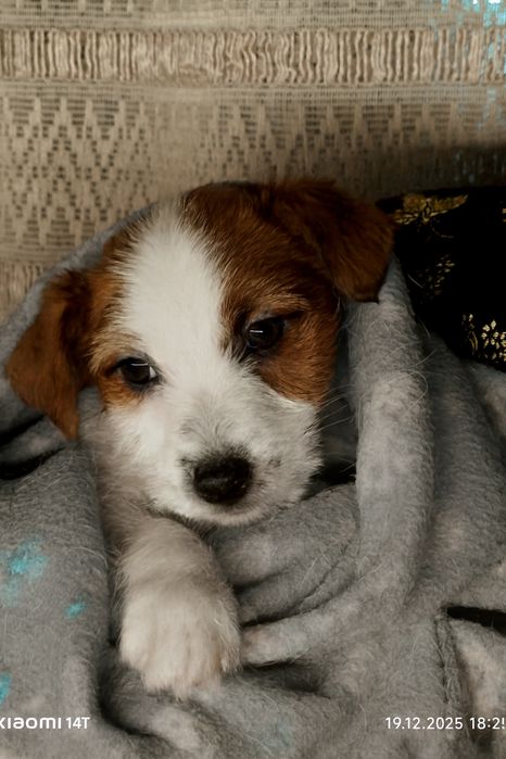 Цуценятко Пес Патрон