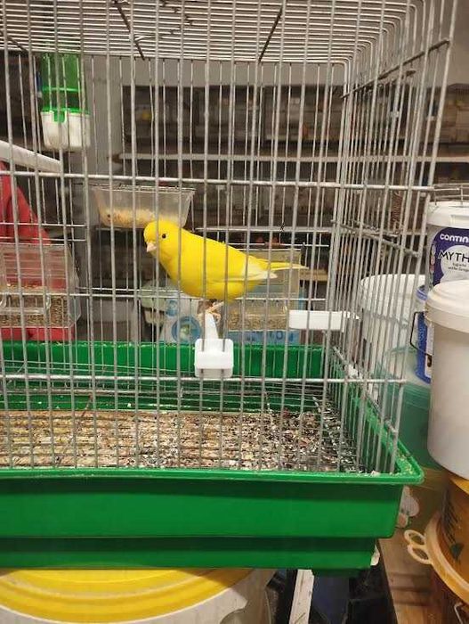 canários para venda