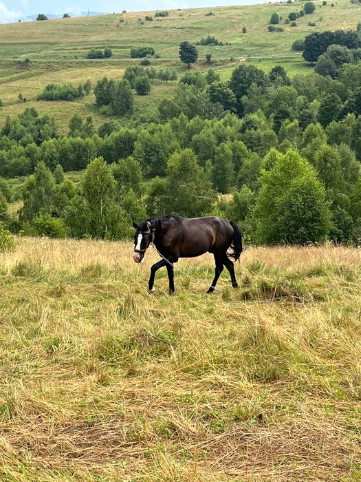 Продається дешево молодий спокійний кінь в хороші руки