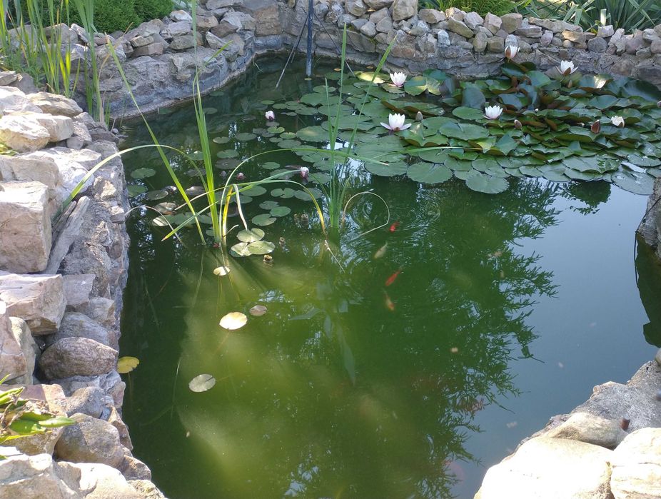 Lilia wodna jasnoróżowa