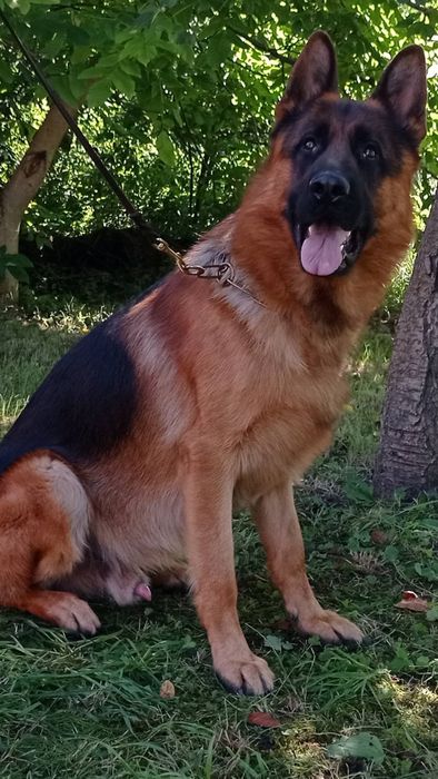 Продаються цуценята німецької вівчарки