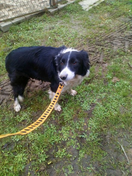 Piesek Border collie do rezerwacji