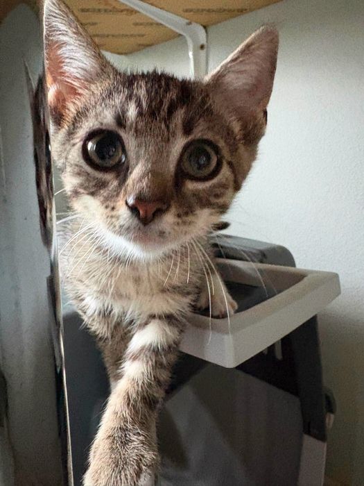 Bunia, Kokosek, Orzeszek i Mirabelka do adopcji!