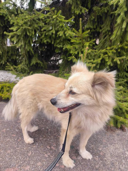 Київ! Увага! Шукаємо Жульєт