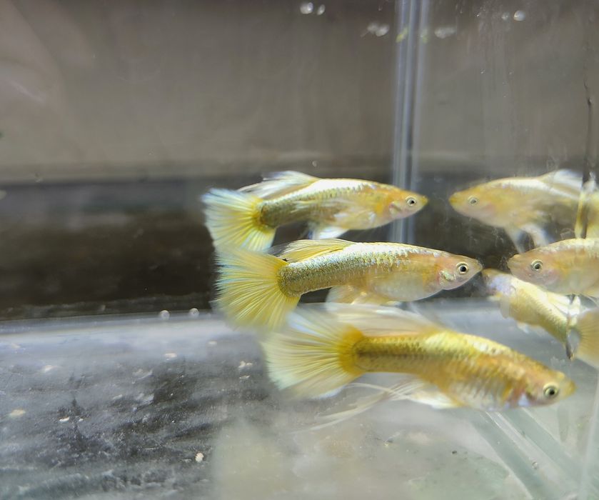 Gupiki full gold ribbon