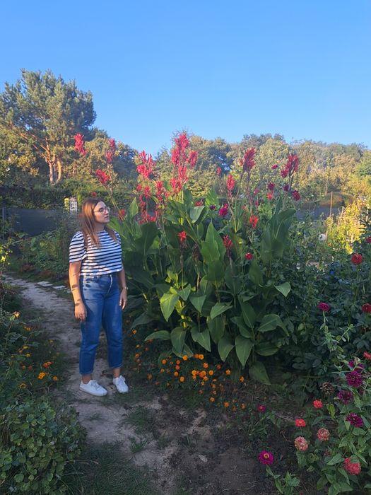 Kłącza kanny Lublin