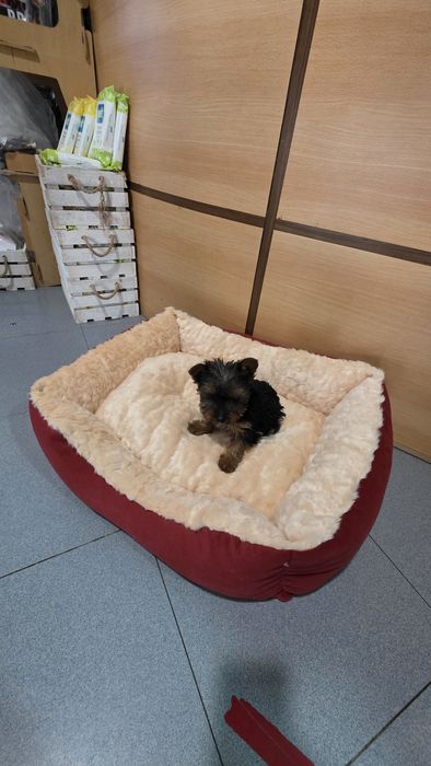 Yorkhire terrier fêmea mini