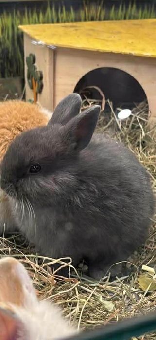 Oddam króliczka w dobre ręce