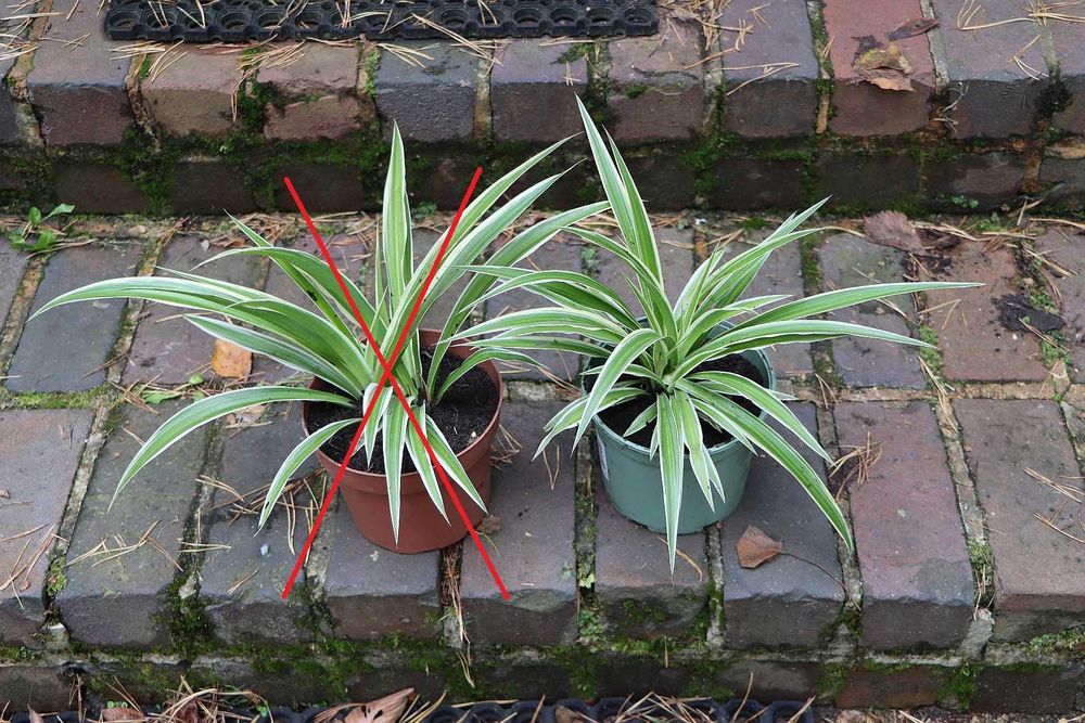 Zielistka 'ATLANTIC' (jedna sztuka)