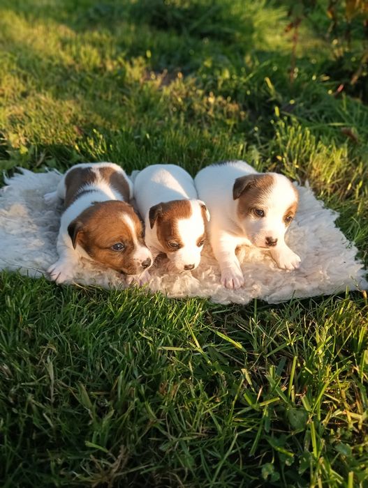 Jack Russell Terrier Suczka