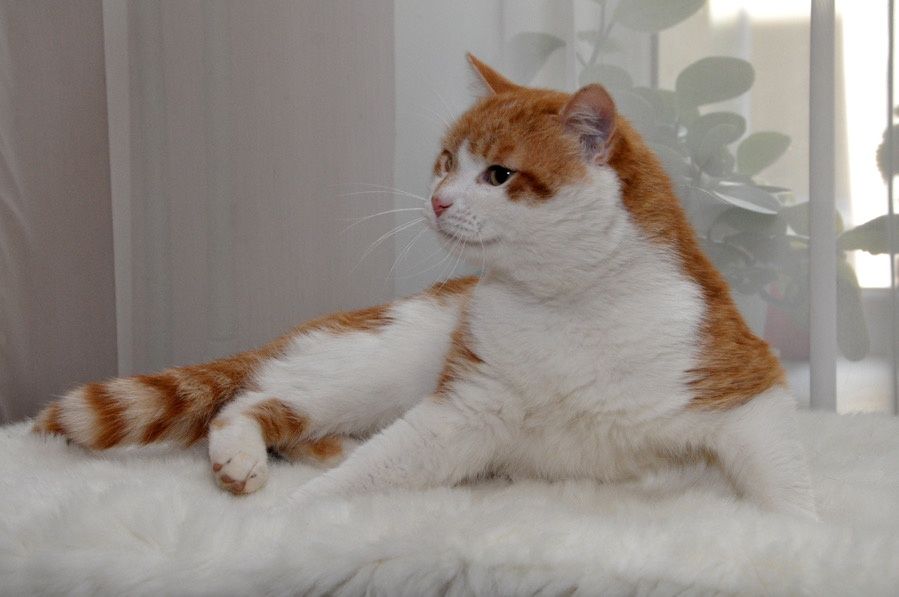Гарний молоденький котик)