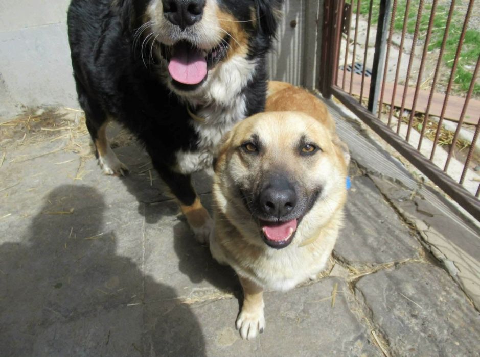 Natanek do adopcji