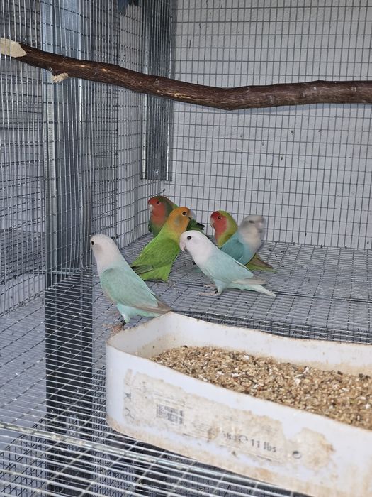 Agapornis Roseicollis Longfeathers