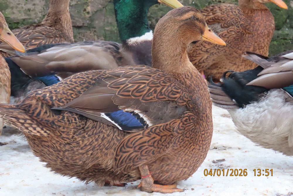 Мускусні качки німецької лінії