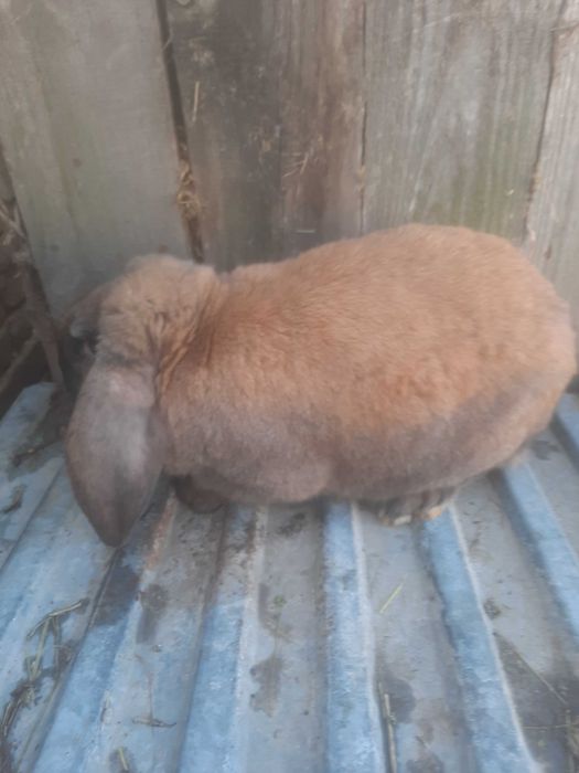 Samce barana francuskiego