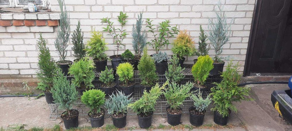 Декоративні хвойні рослини в горшках (ЗКС) ЯЛІВЦІ, ТУЇ, ЯЛИНКИ