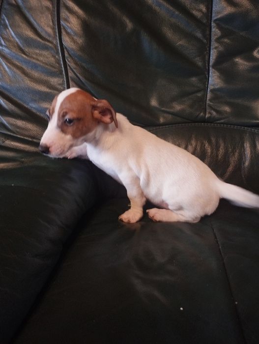 Piesek Jack Russell terrier Brutus