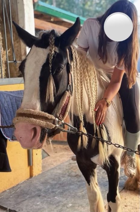 Égua gypsy vanner para venda