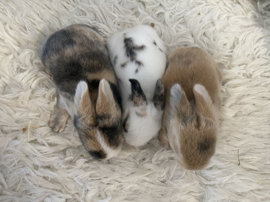 Królczek Mini Lop
